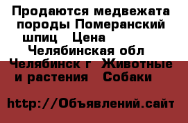 Продаются медвежата породы Померанский шпиц › Цена ­ 25 000 - Челябинская обл., Челябинск г. Животные и растения » Собаки   